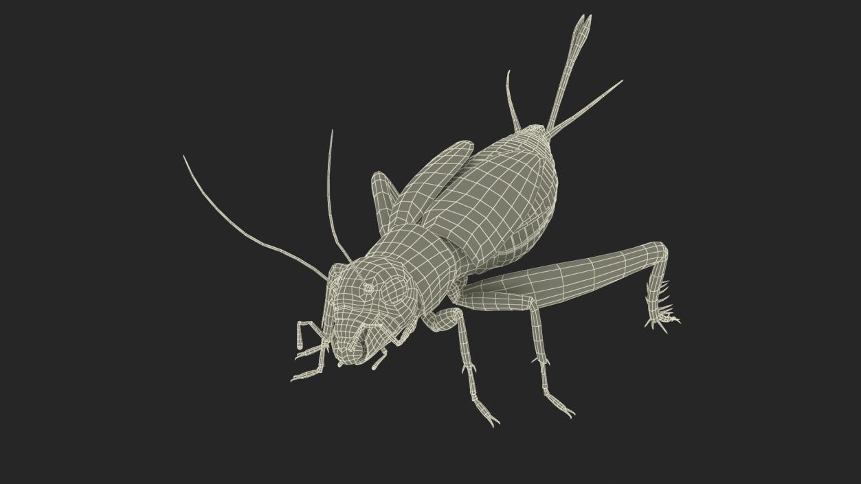 Field Cricket Rigged for Maya 3D model