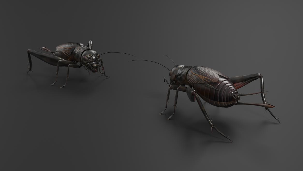 Field Cricket Rigged for Maya 3D model