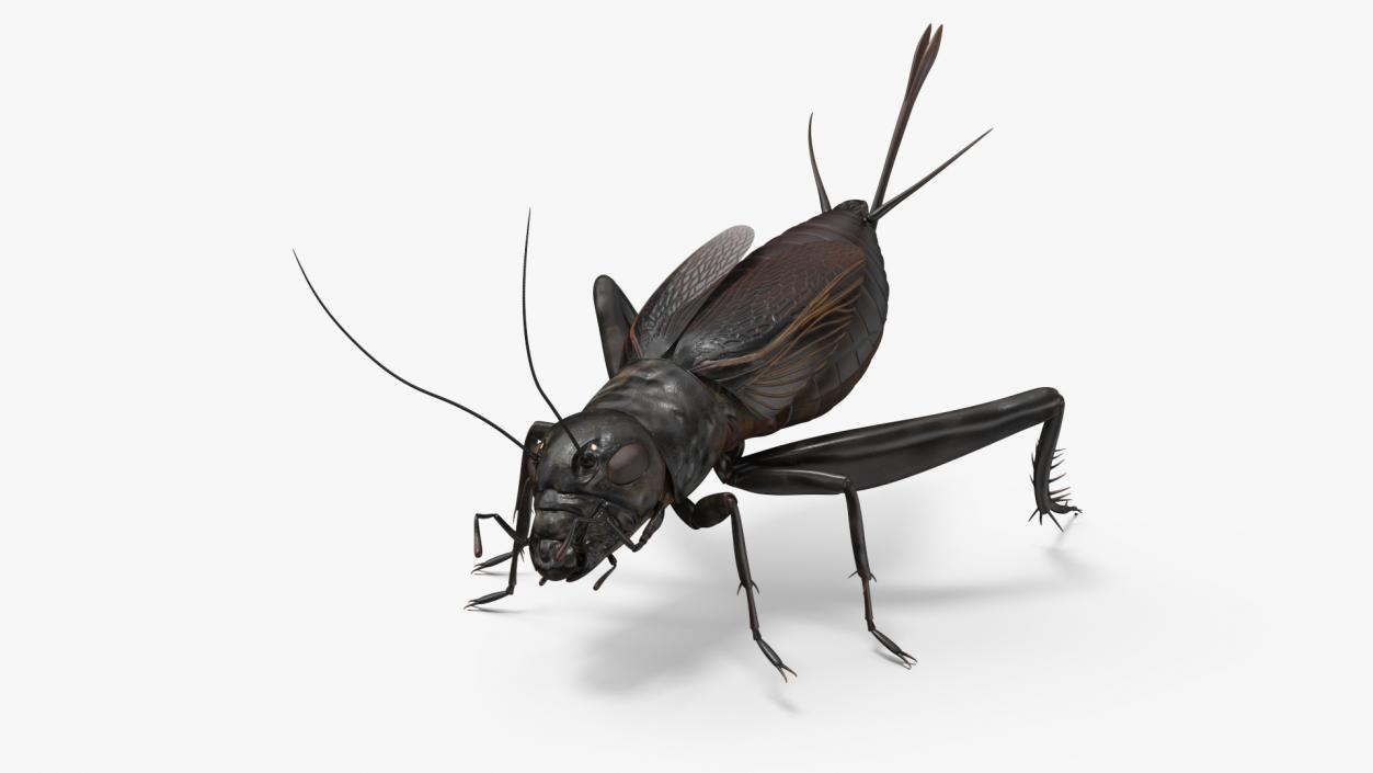 Field Cricket Rigged for Maya 3D model