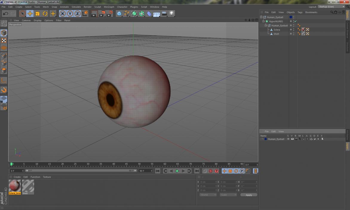 3D Human Eyeball model