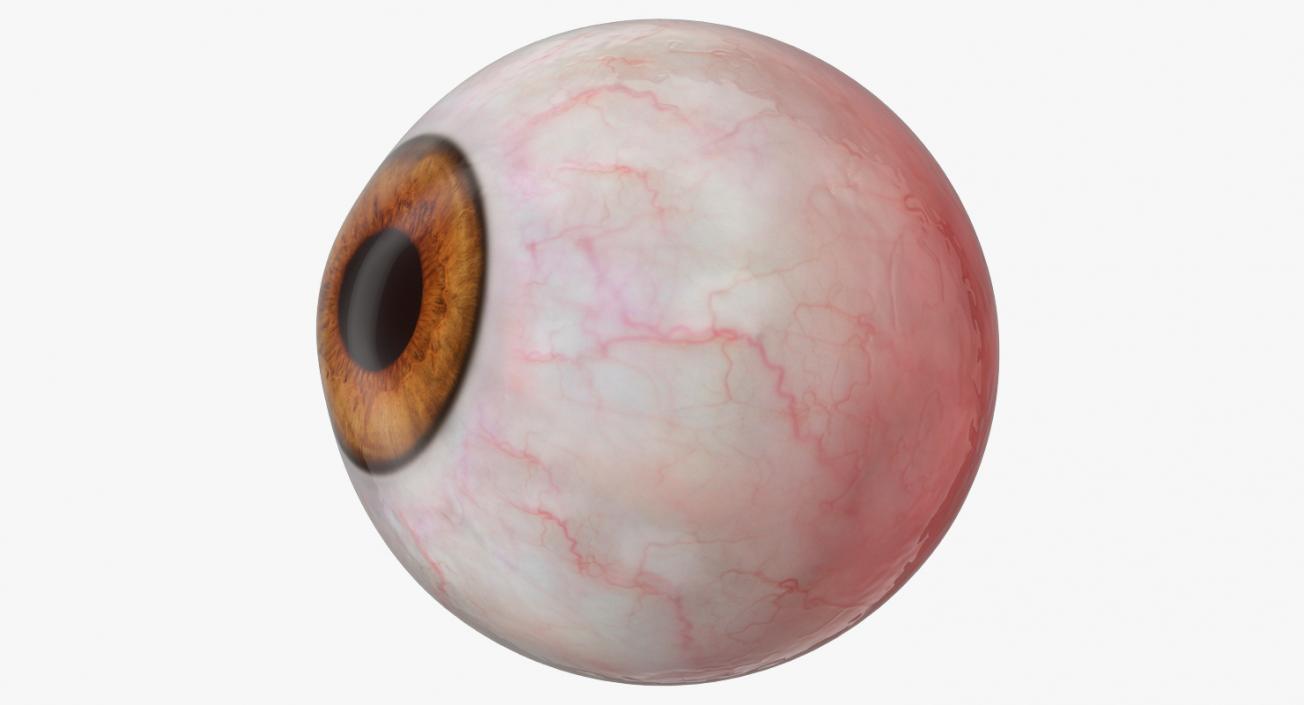 3D Human Eyeball model