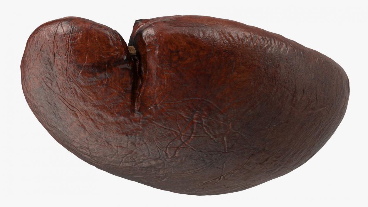 Medium Roast Coffee Bean 3D model