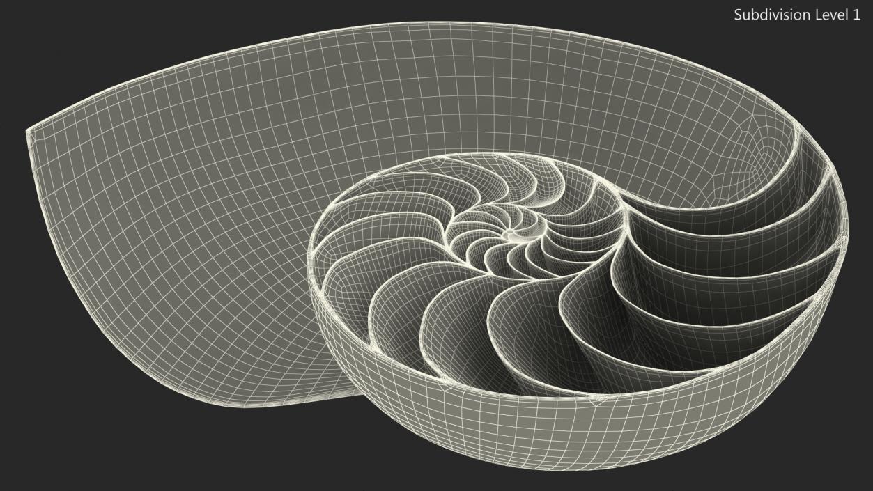 3D model Nautilus Shell Slice