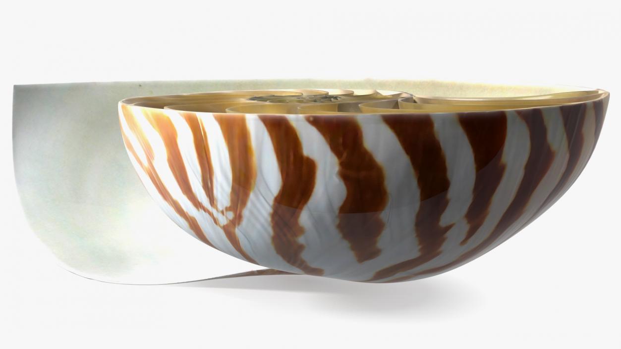 3D model Nautilus Shell Slice