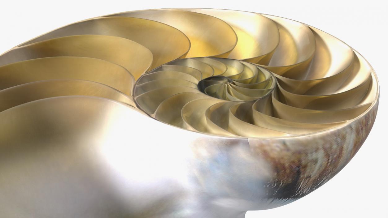 3D model Nautilus Shell Slice