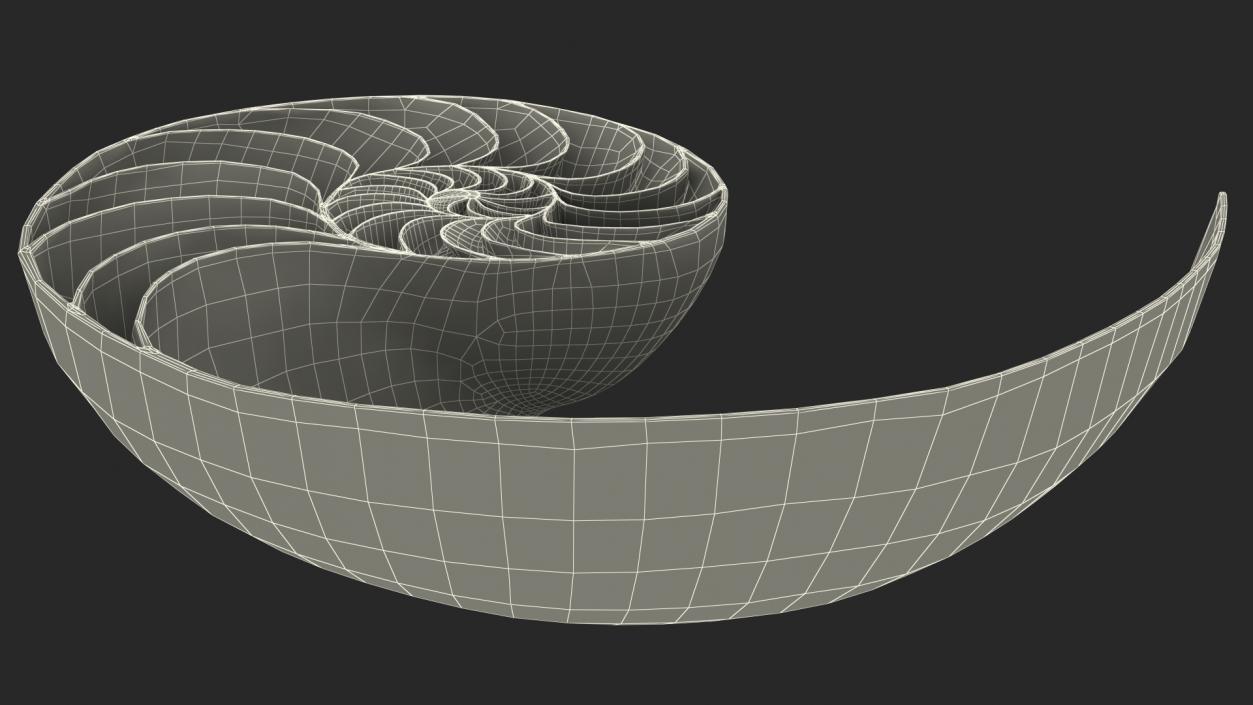 3D model Nautilus Shell Slice