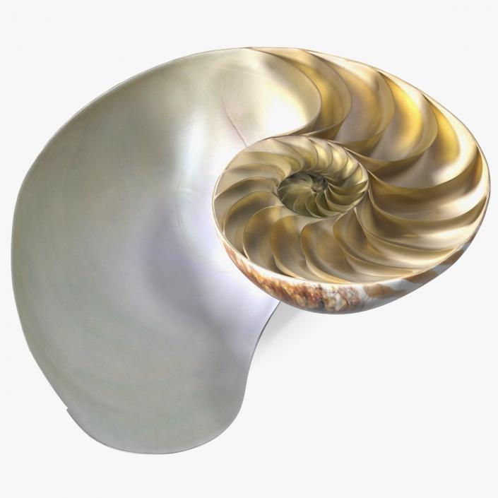 3D model Nautilus Shell Slice