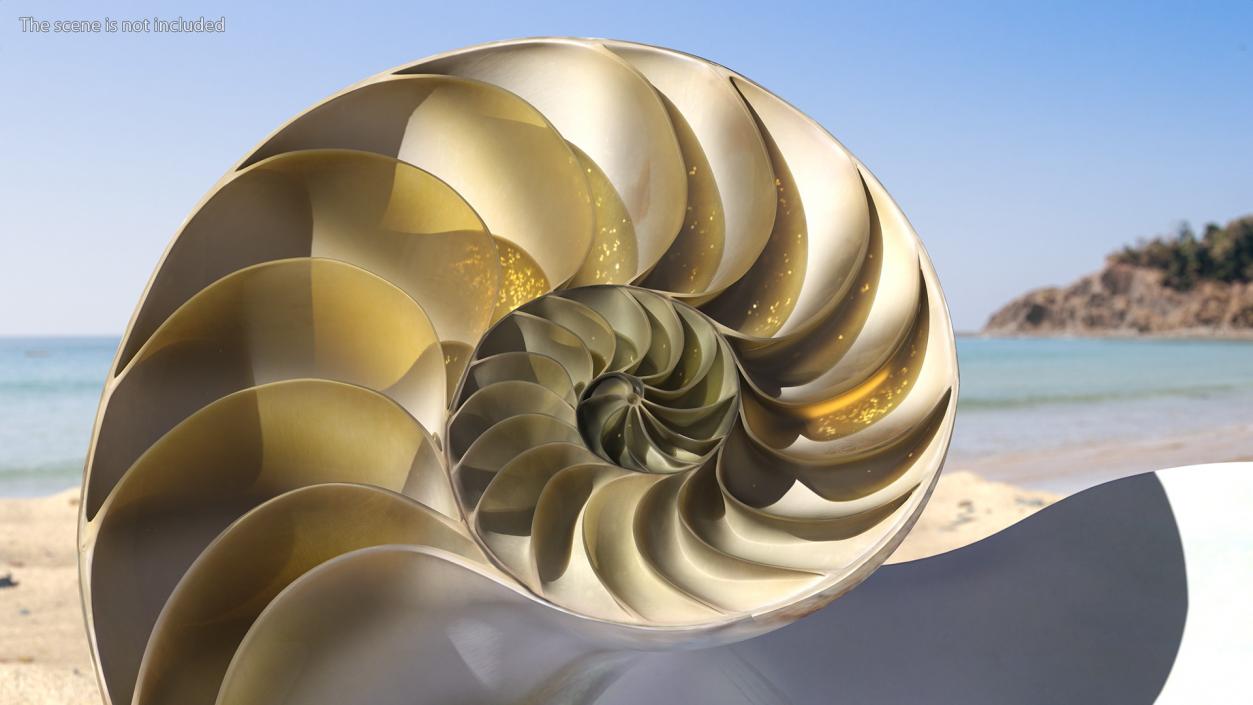 3D model Nautilus Shell Slice