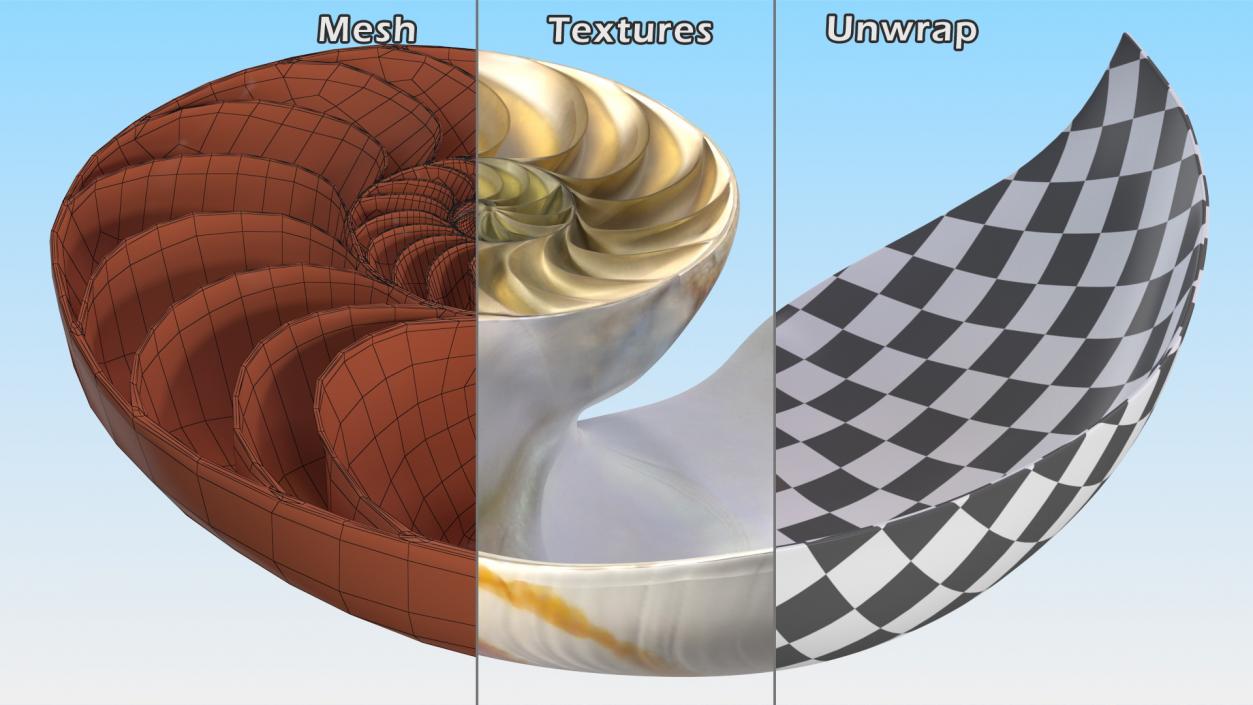 3D model Nautilus Shell Slice