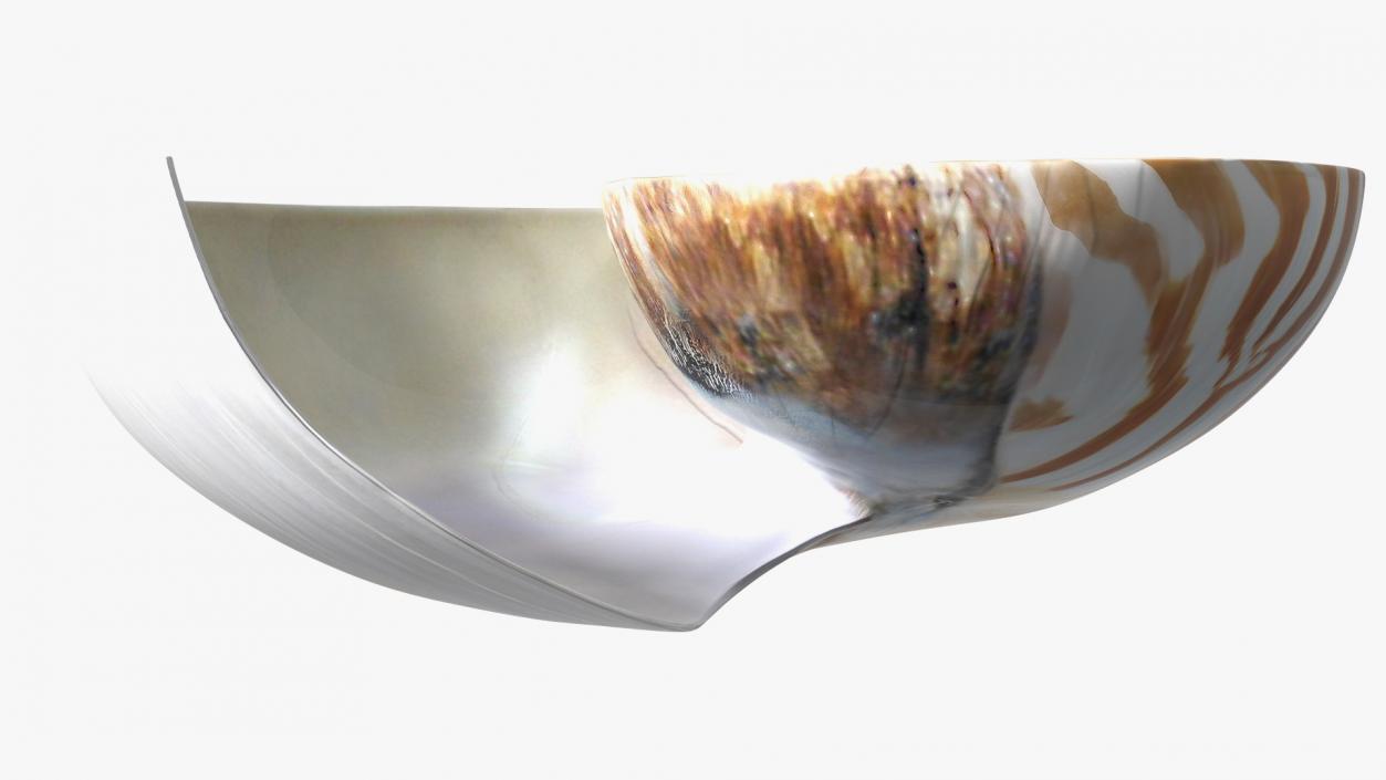 3D model Nautilus Shell Slice