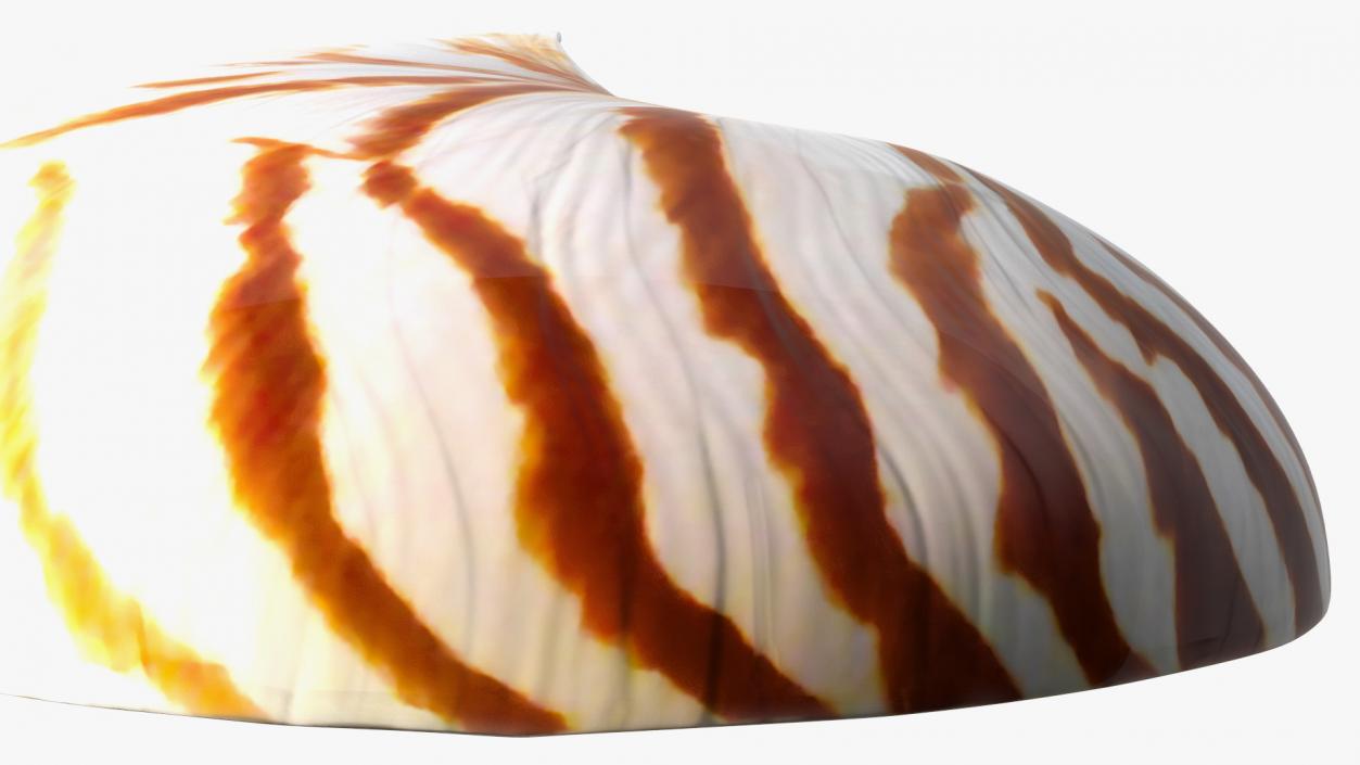 3D model Nautilus Shell Slice