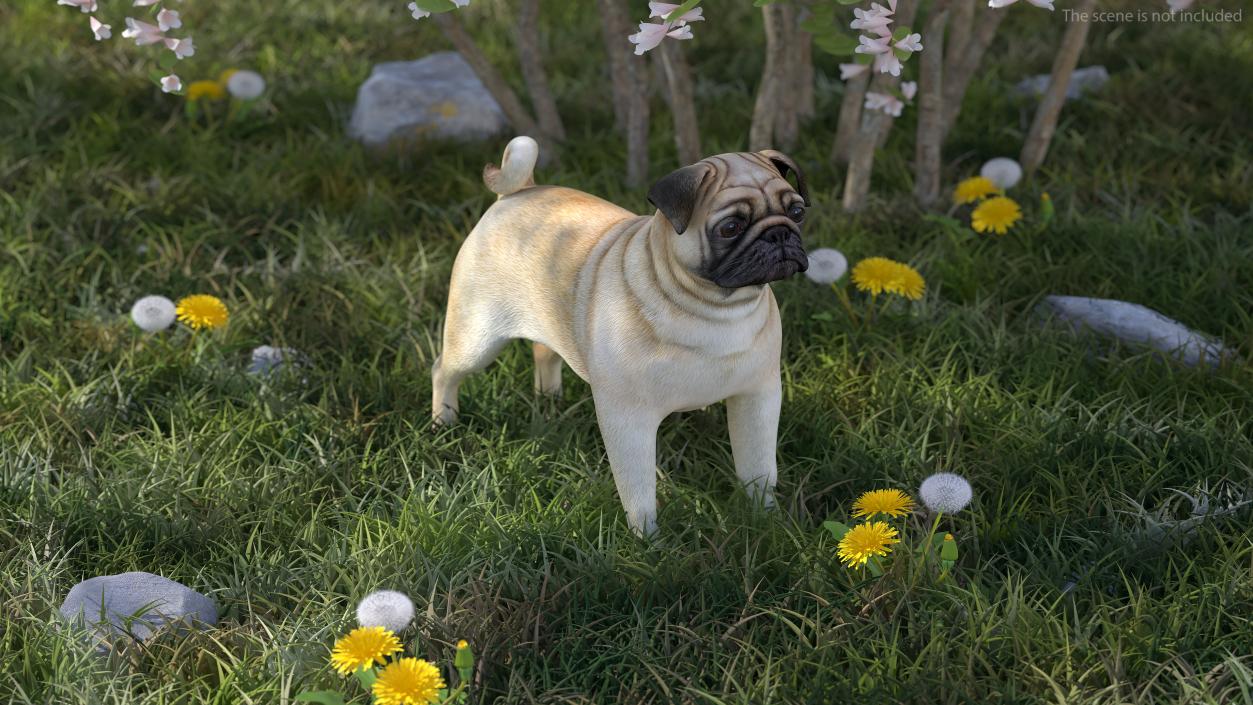 3D model Pug Dog Neutral Pose