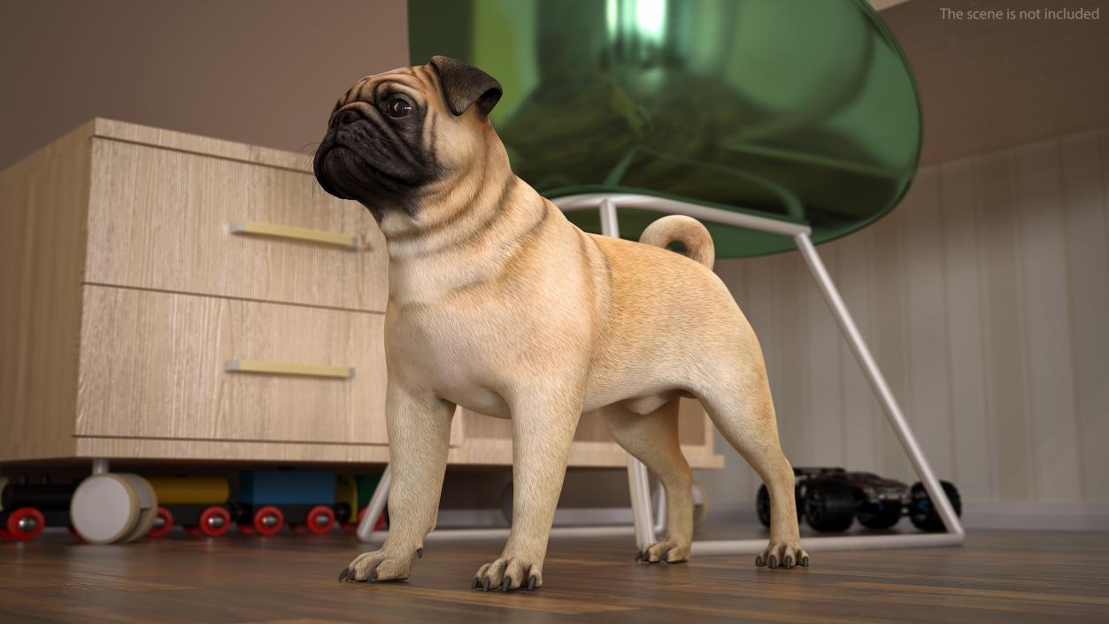 3D model Pug Dog Neutral Pose