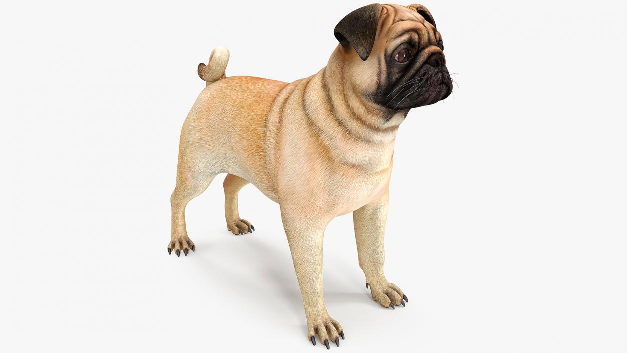 3D model Pug Dog Neutral Pose