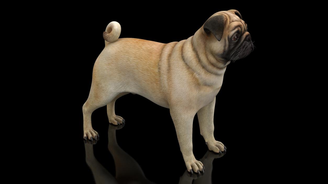 3D model Pug Dog Neutral Pose