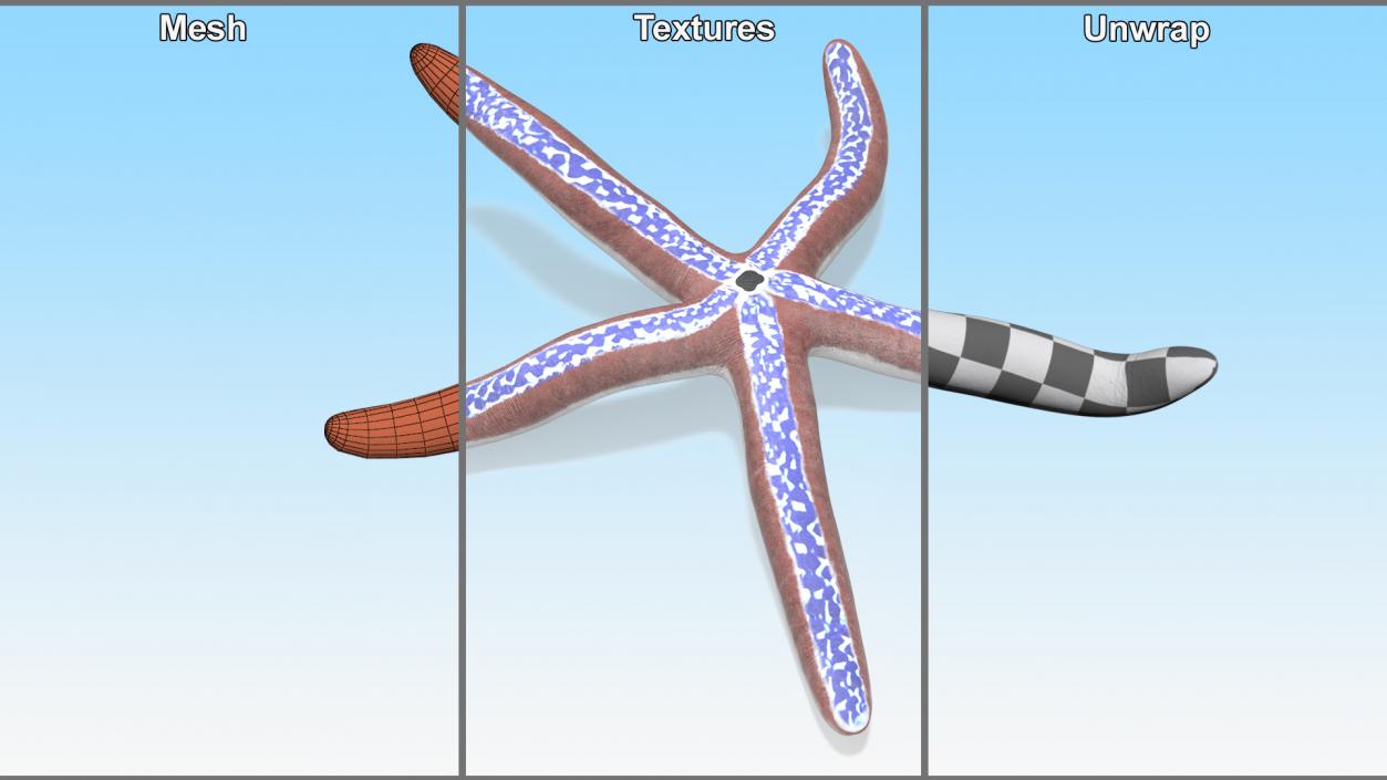 3D Tan Starfish Crawling Pose