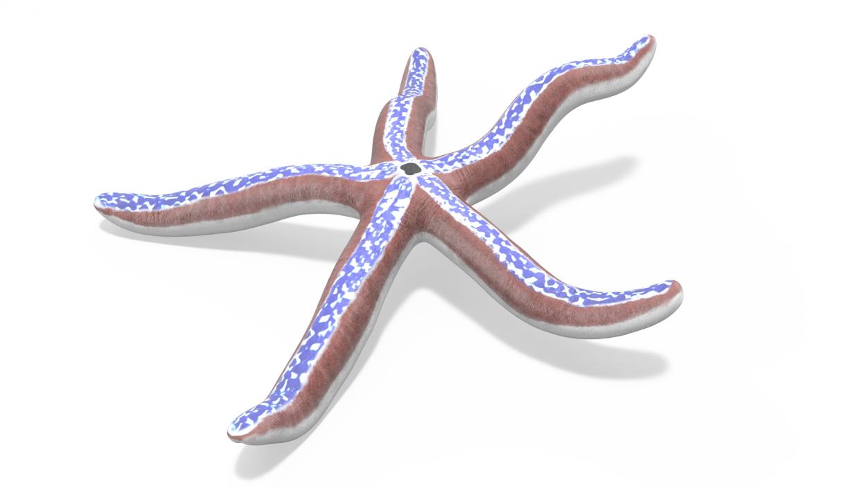 3D Tan Starfish Crawling Pose