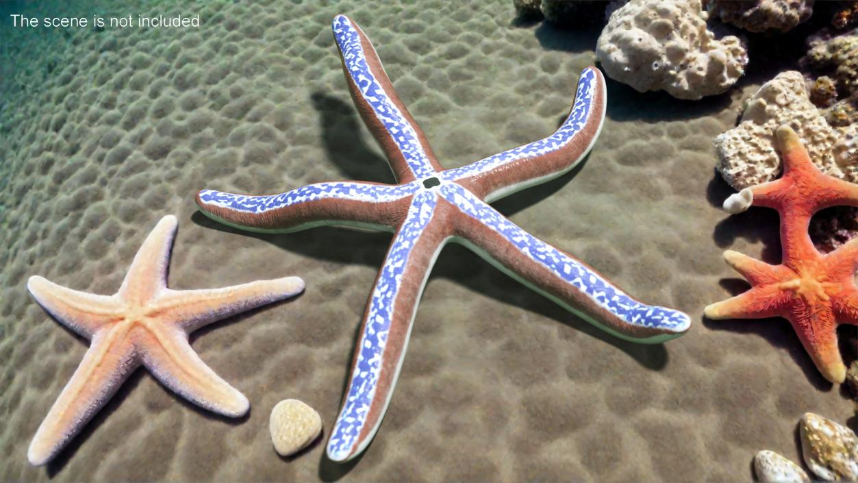 3D Tan Starfish Crawling Pose