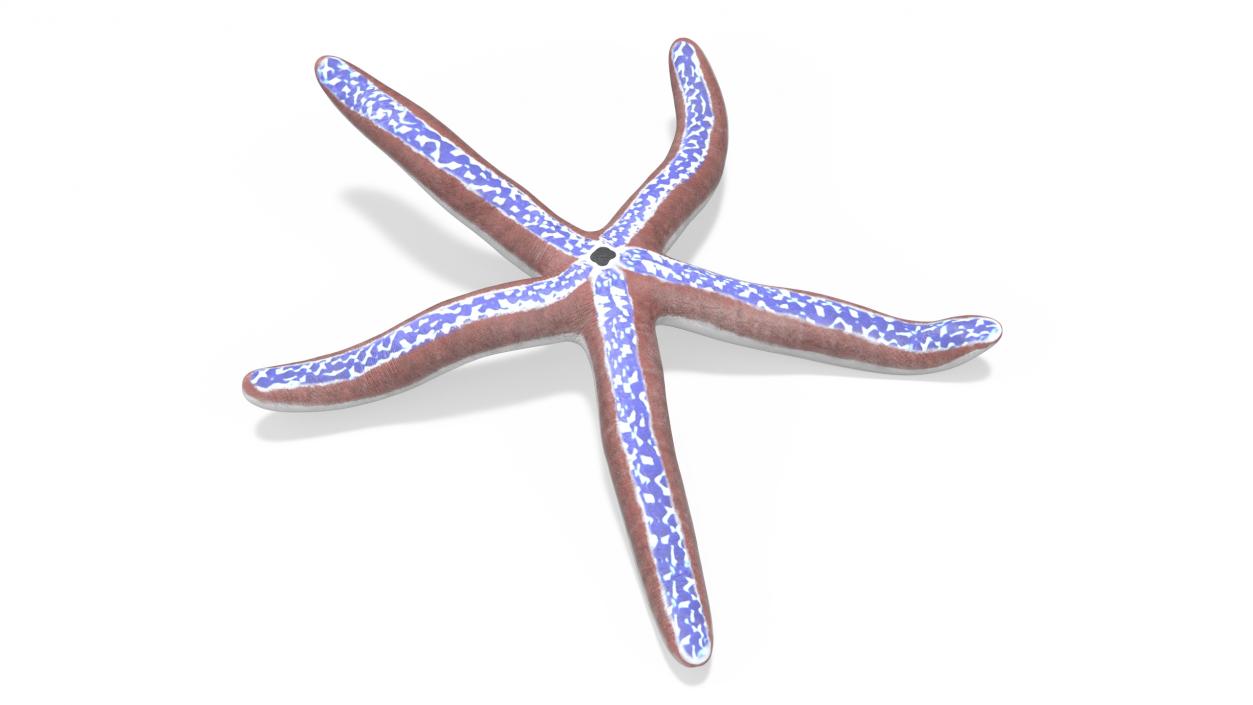 3D Tan Starfish Crawling Pose