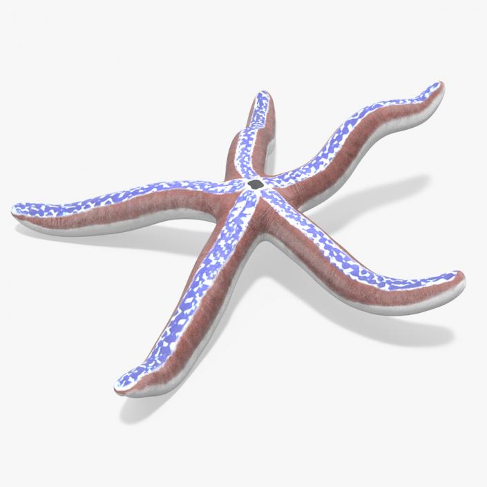 3D Tan Starfish Crawling Pose