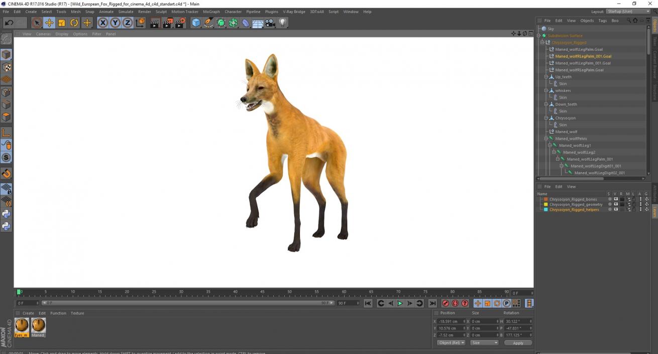 3D Chrysocyon Rigged for Cinema 4D