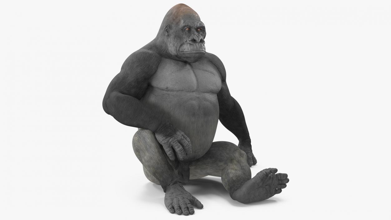 3D Gorilla Western Lowland Sitting Pose