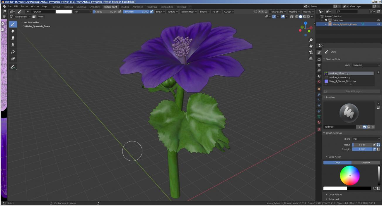 3D Malva Sylvestris Flower model