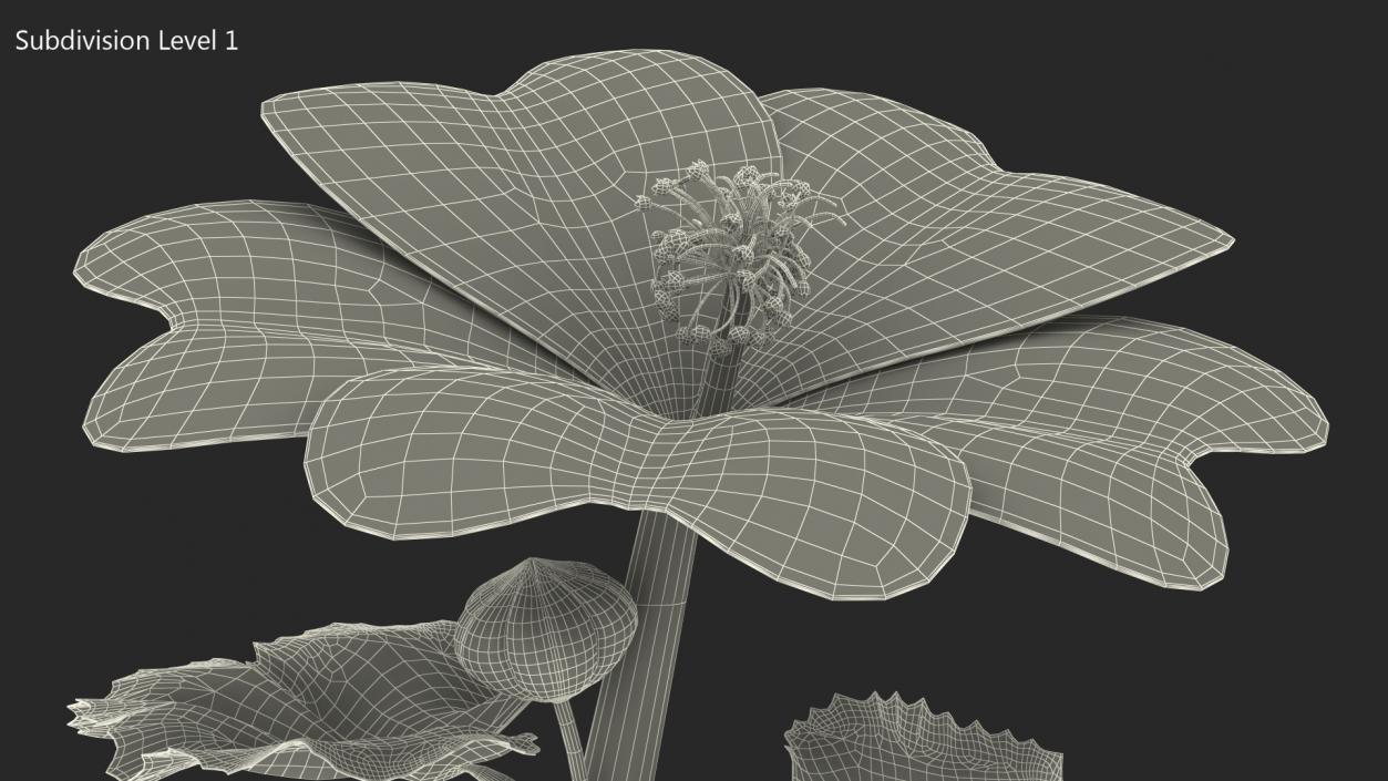 3D Malva Sylvestris Flower model