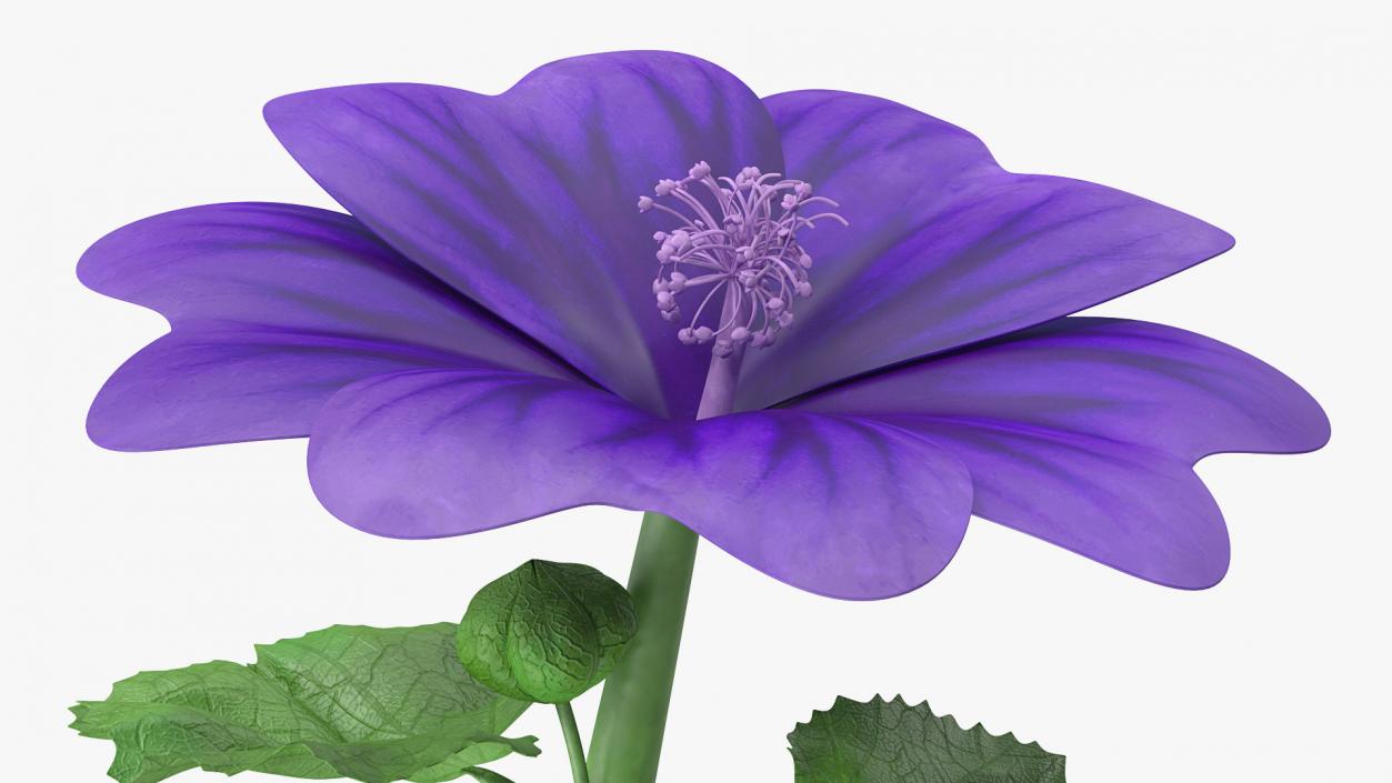 3D Malva Sylvestris Flower model