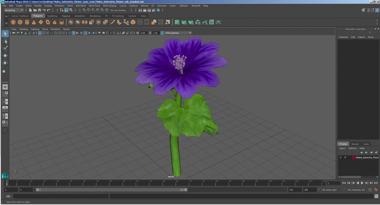 3D Malva Sylvestris Flower model