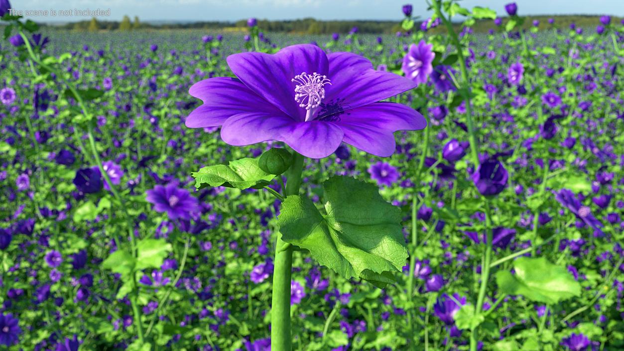 3D Malva Sylvestris Flower model