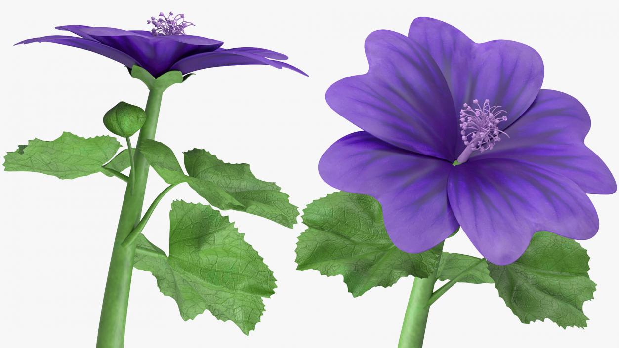 3D Malva Sylvestris Flower model