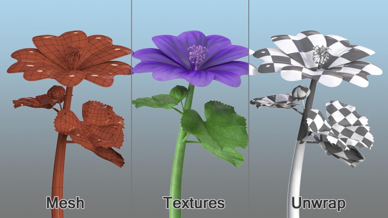 3D Malva Sylvestris Flower model