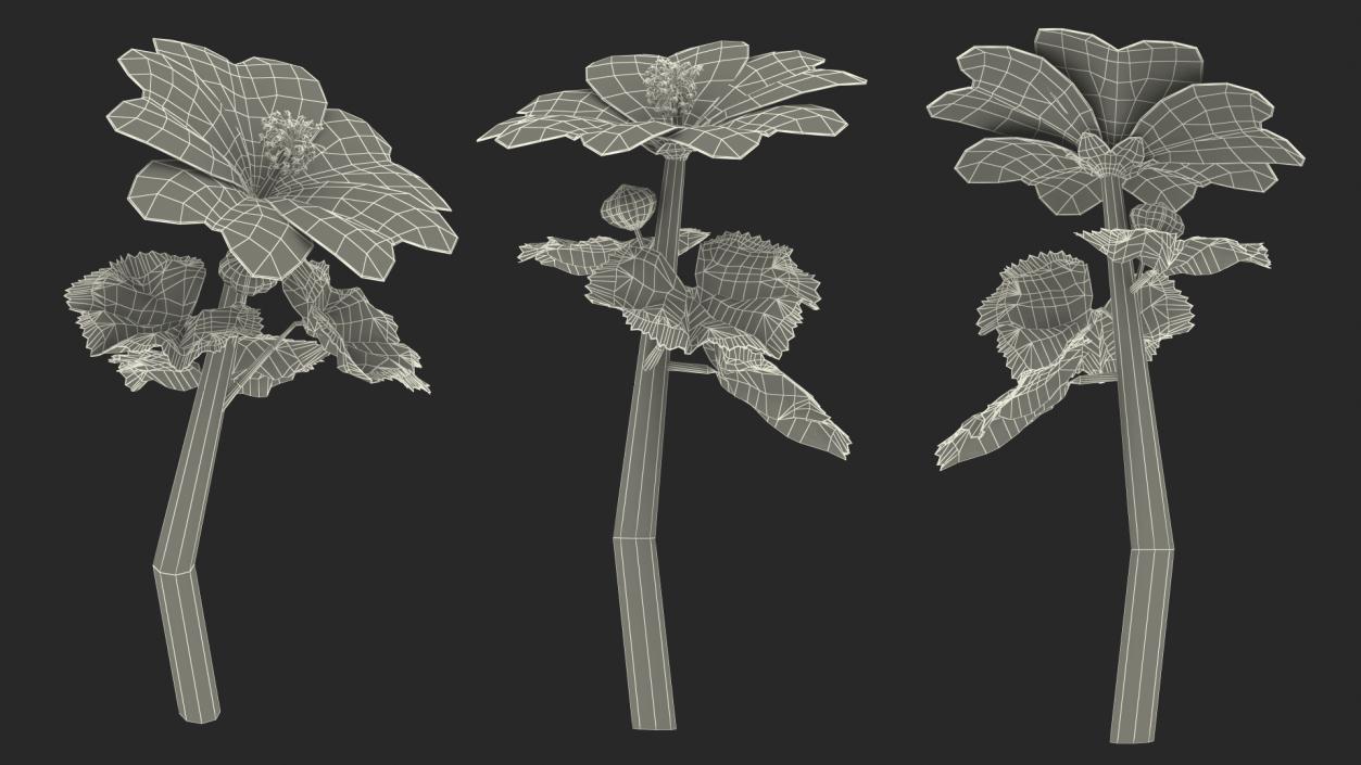 3D Malva Sylvestris Flower model