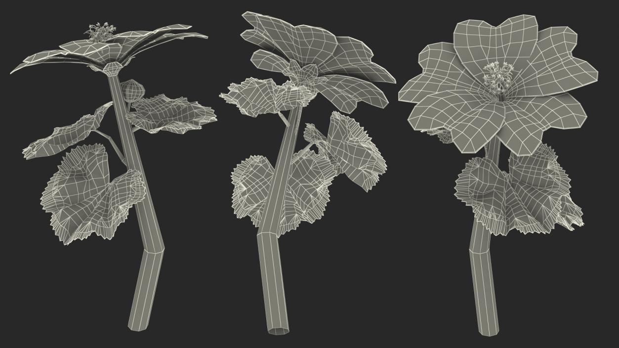 3D Malva Sylvestris Flower model