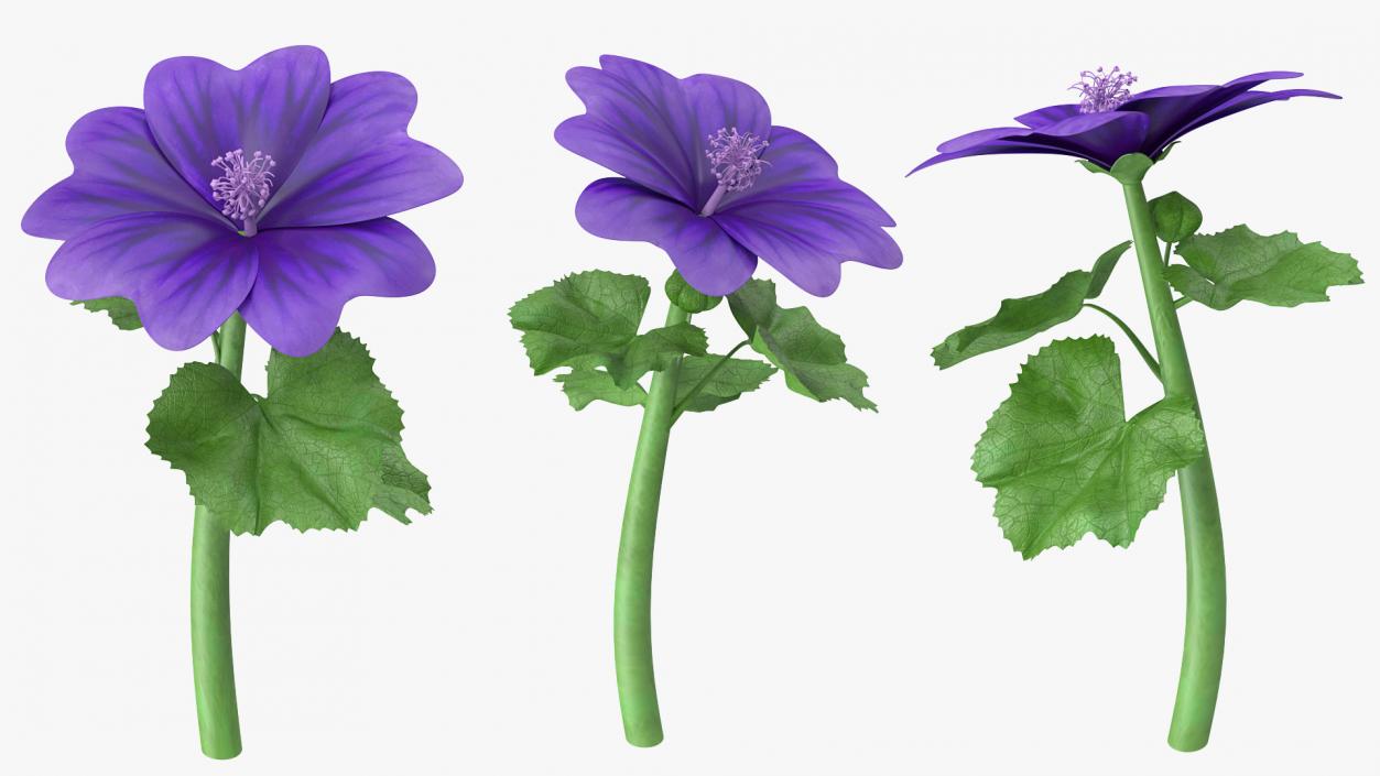 3D Malva Sylvestris Flower model