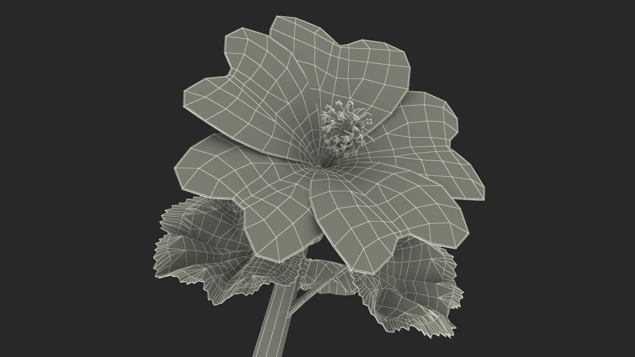 3D Malva Sylvestris Flower model