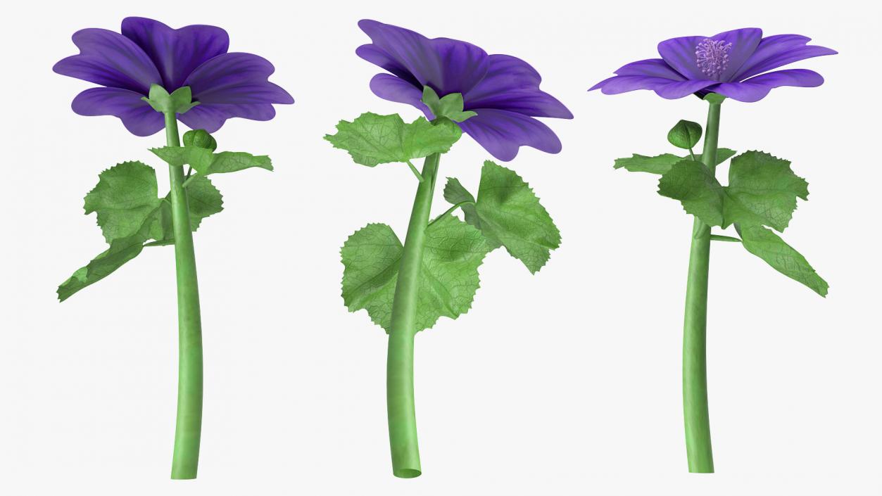 3D Malva Sylvestris Flower model