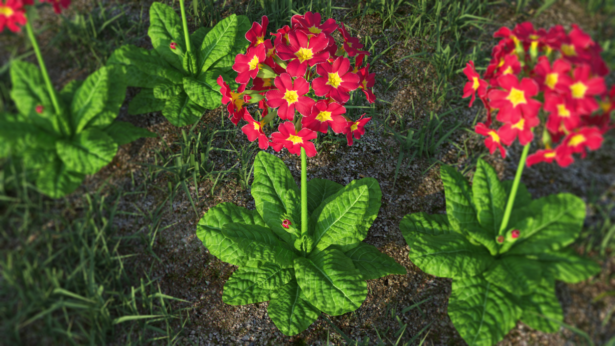 Primula Vulgaris Red Fur 3D model