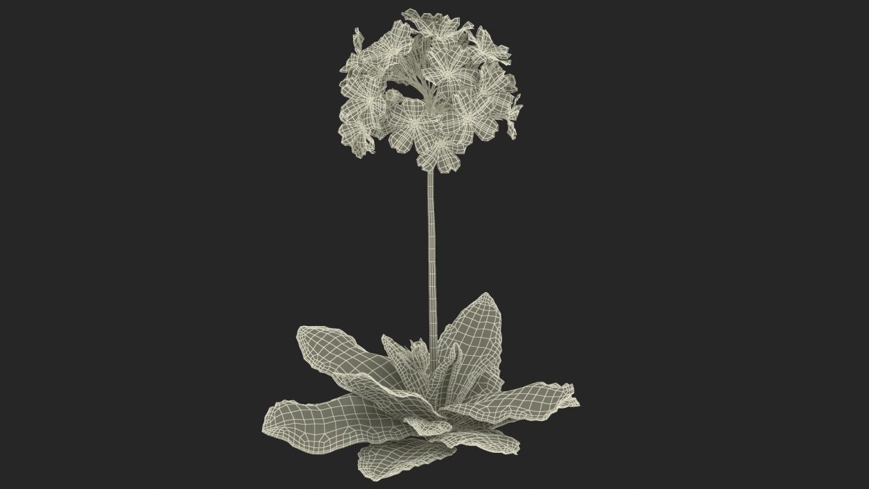 Primula Vulgaris Red Fur 3D model