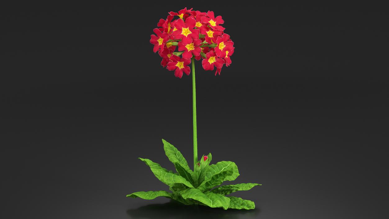 Primula Vulgaris Red Fur 3D model