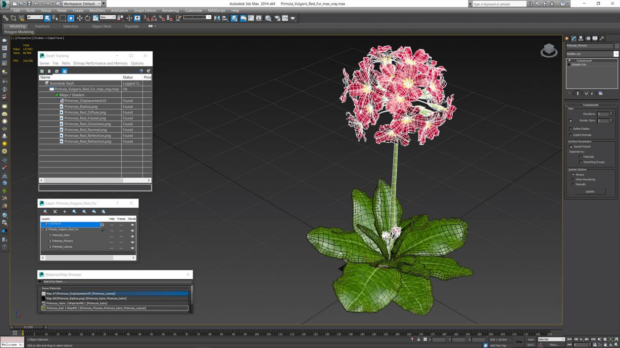 Primula Vulgaris Red Fur 3D model