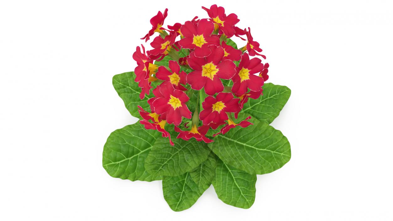 Primula Vulgaris Red Fur 3D model