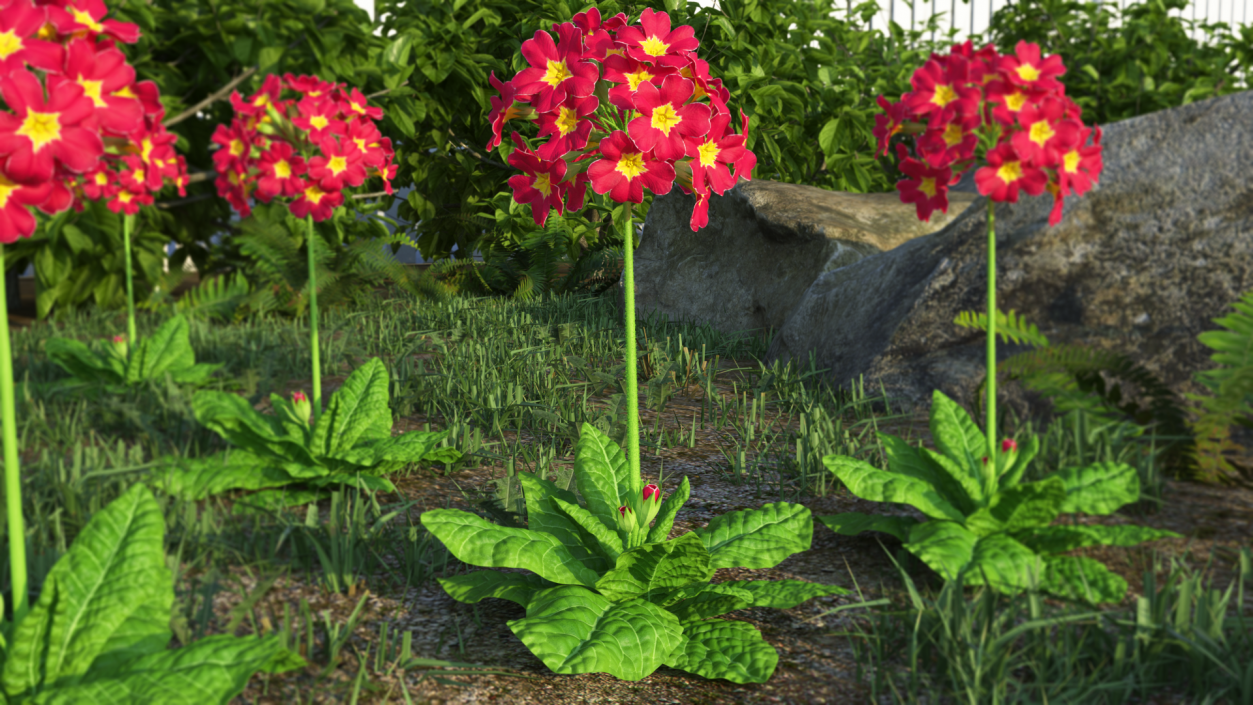 Primula Vulgaris Red Fur 3D model