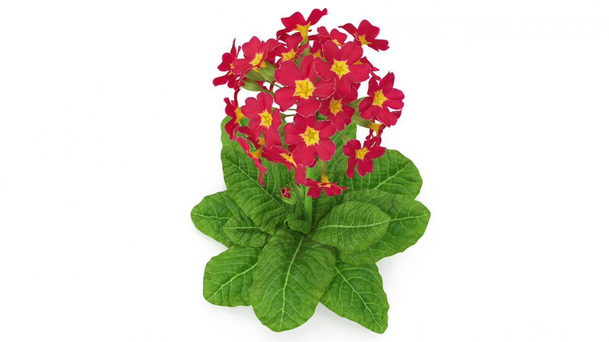 Primula Vulgaris Red Fur 3D model