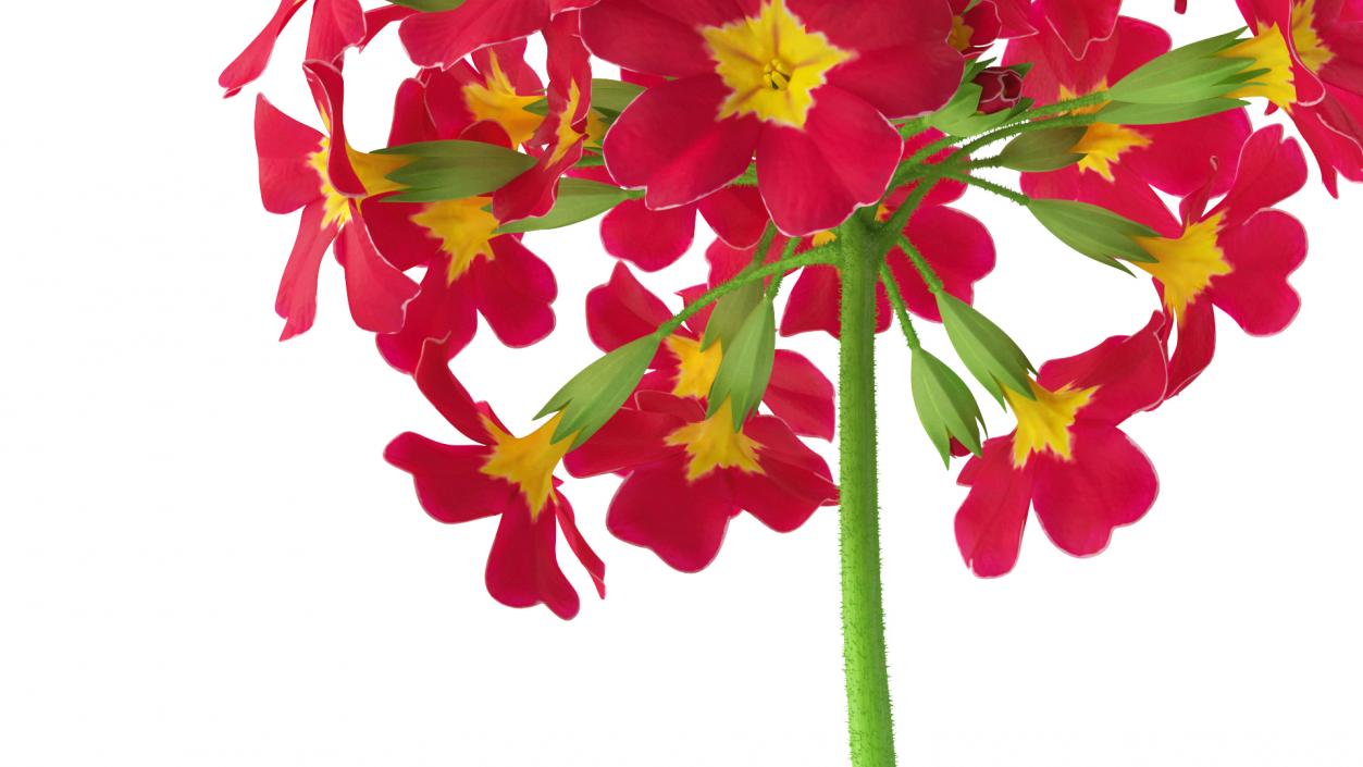 Primula Vulgaris Red Fur 3D model