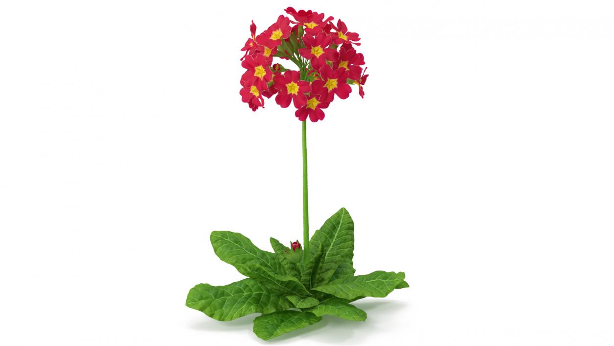 Primula Vulgaris Red Fur 3D model