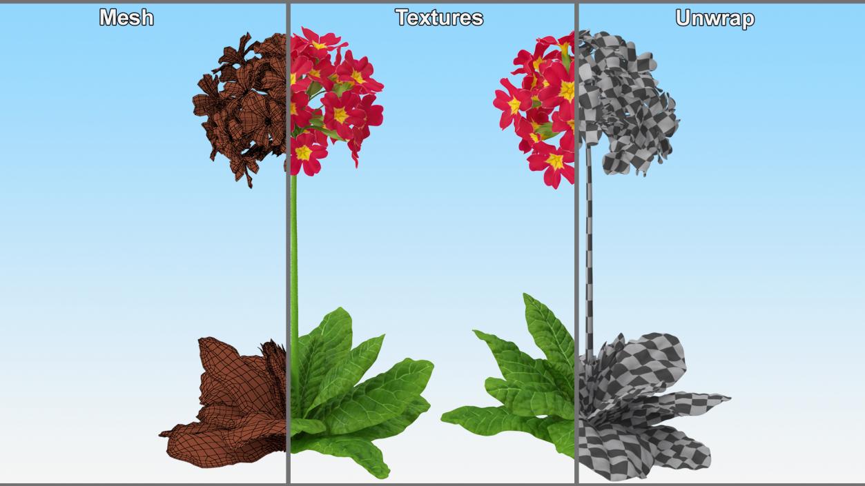 Primula Vulgaris Red Fur 3D model