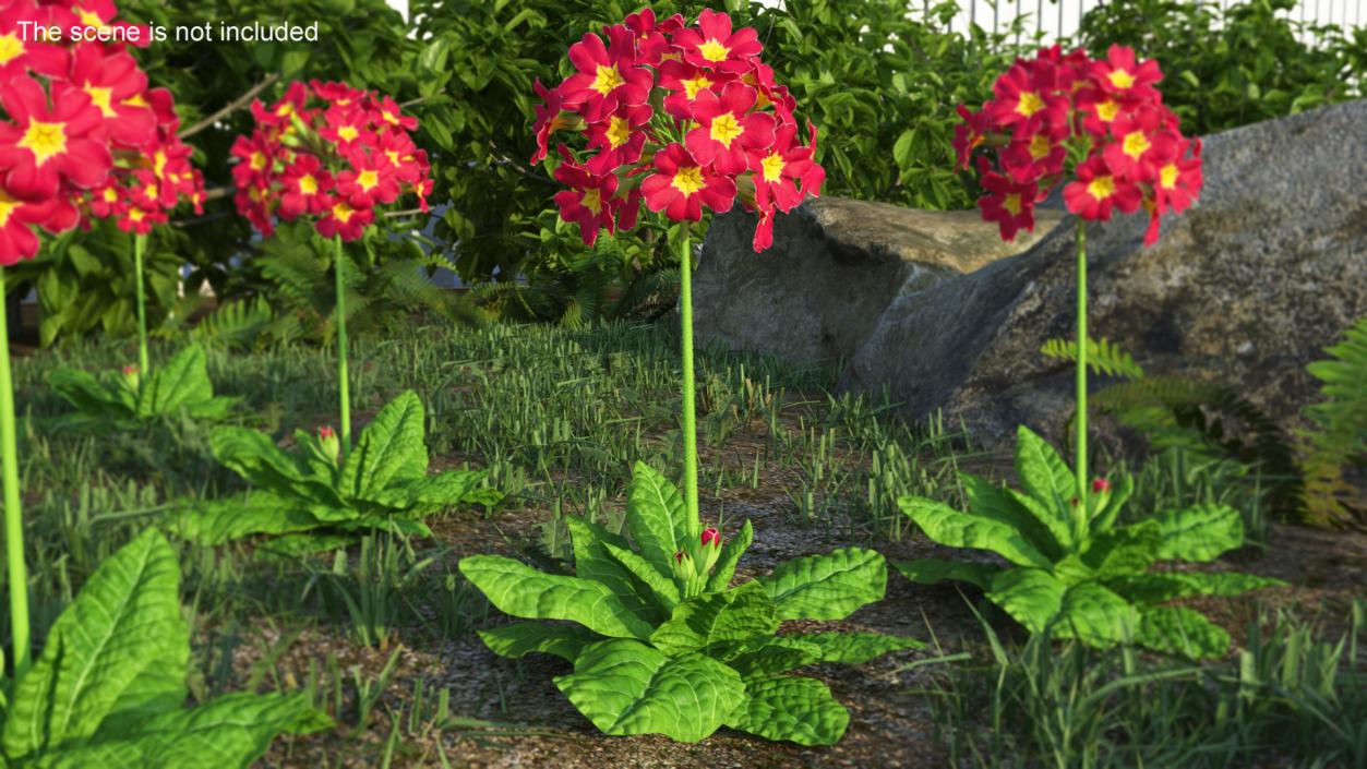 Primula Vulgaris Red Fur 3D model