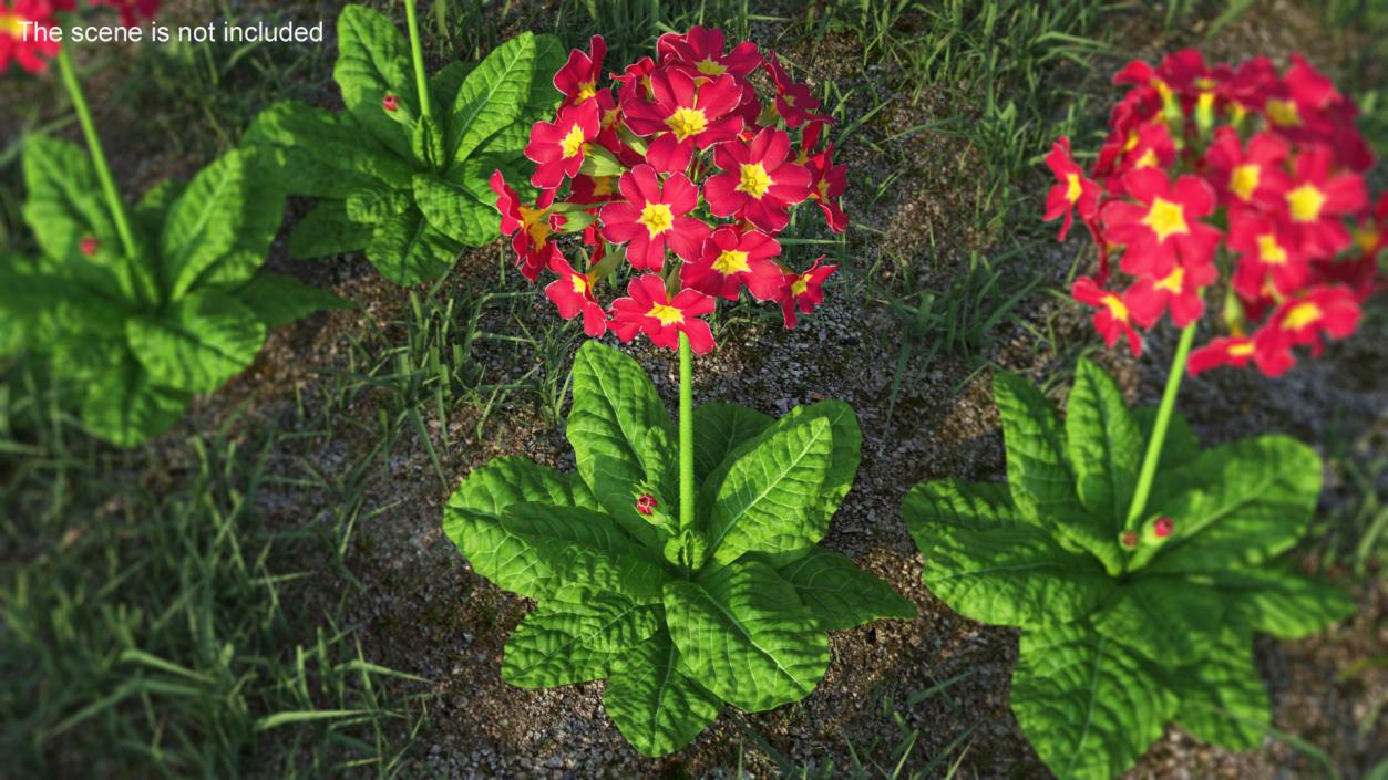 Primula Vulgaris Red Fur 3D model